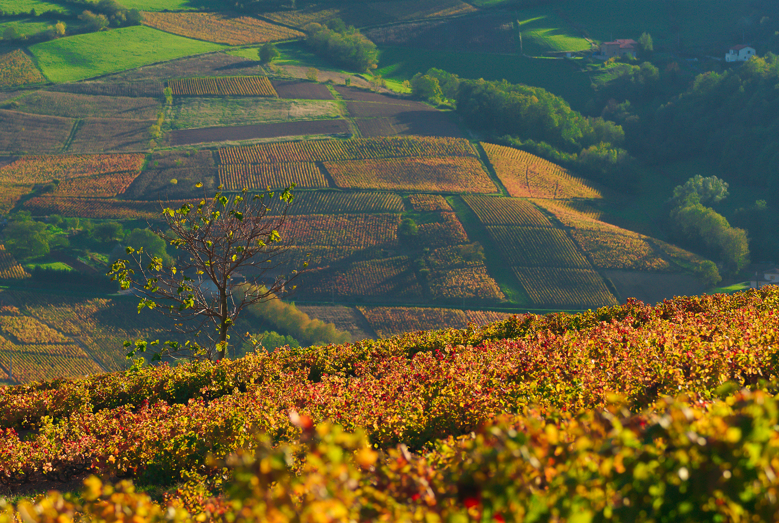 Comité des vins Auvergne-Rhône-Alpes