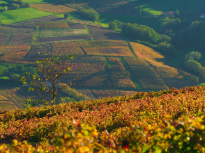 Comité des vins Auvergne-Rhône-Alpes